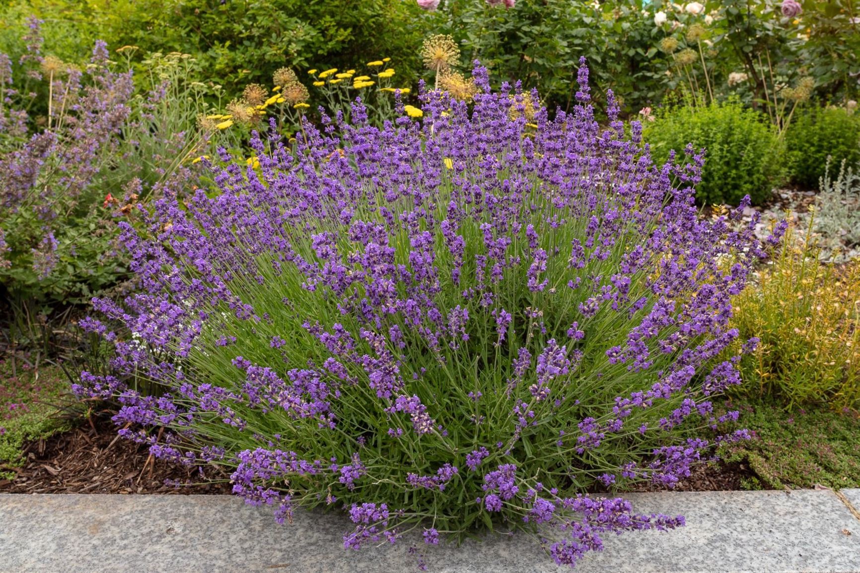 Gardens view